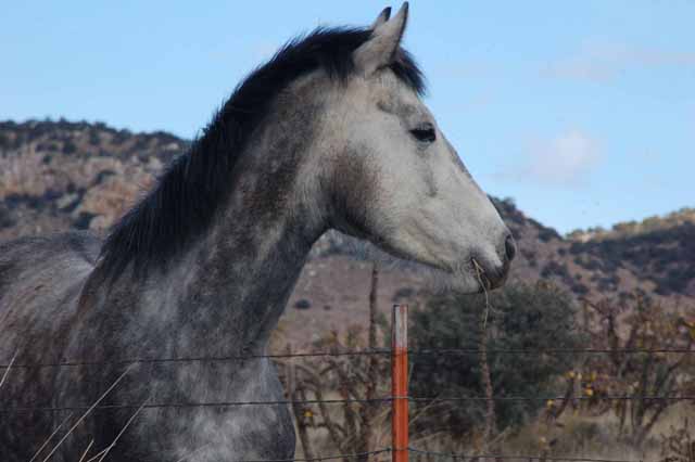 a horse comes to say hello